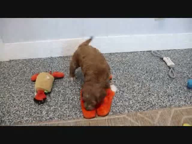 Mini Goldendoodle dogs for sale: Koby - Video 6