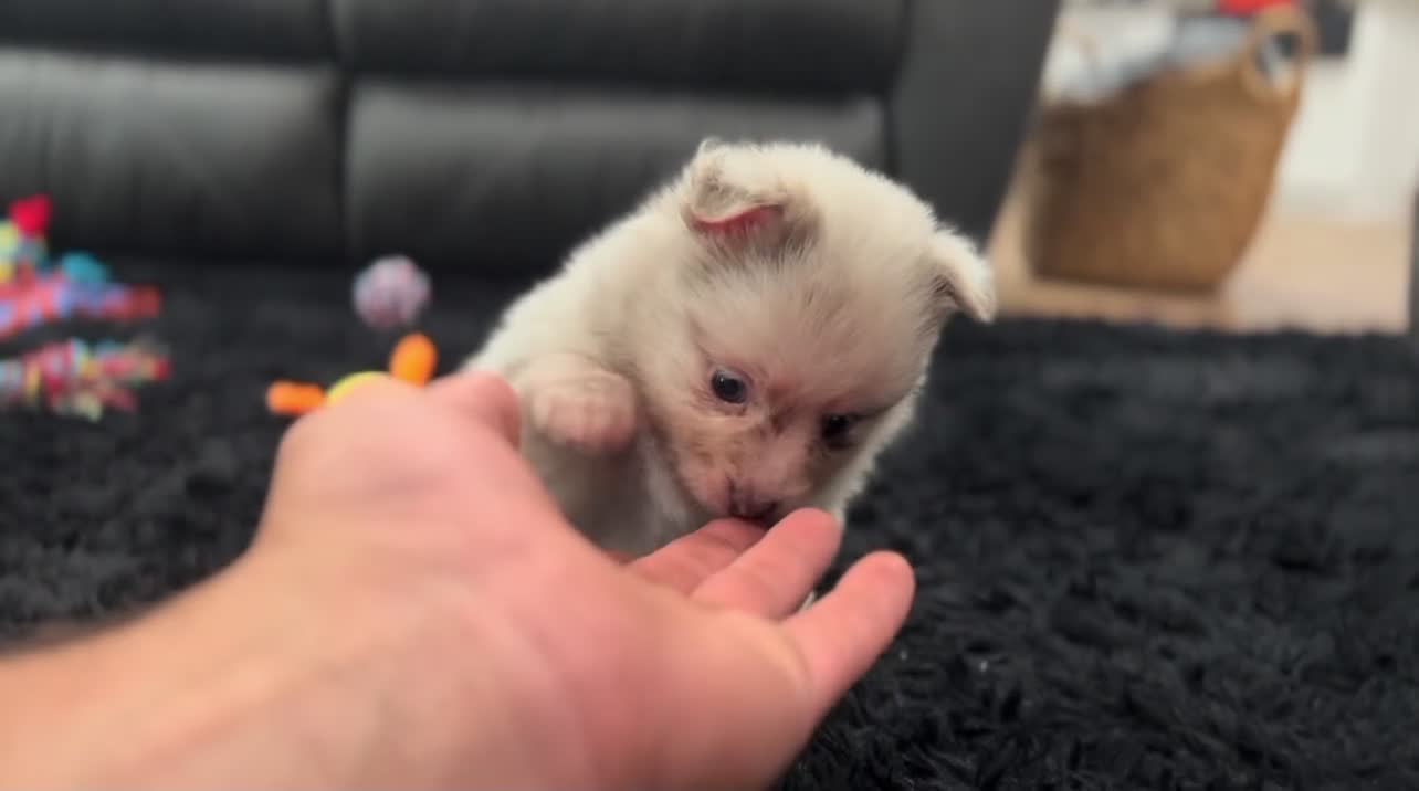 Pomeranian dogs for sale: Winston - Video 3
