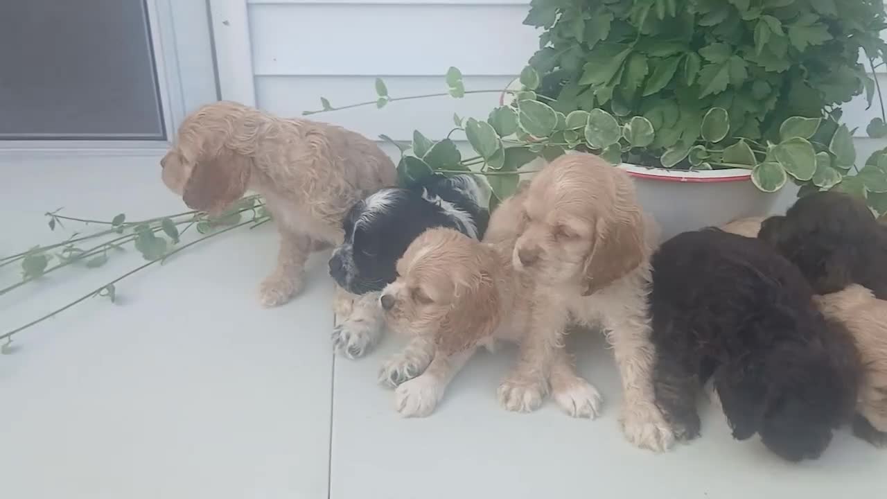 Cocker Spaniel dogs for sale: Trixie - Video 1