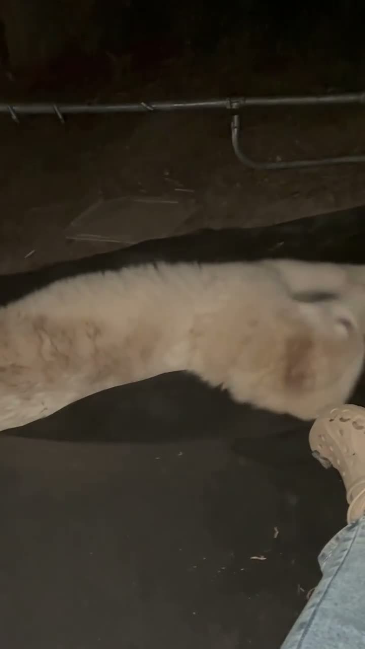 Mixed Breed dogs for sale: Mixed Breed  - Video 2