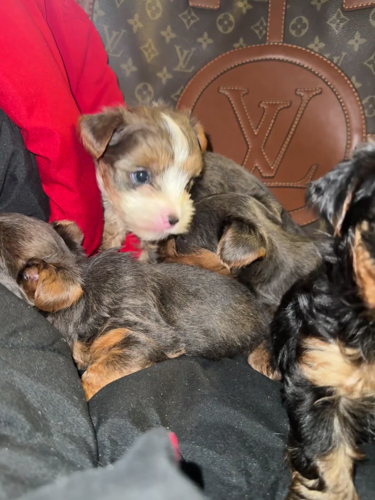 Yorkiepoo dogs for sale: Yorkiepoo 3 - Video 2