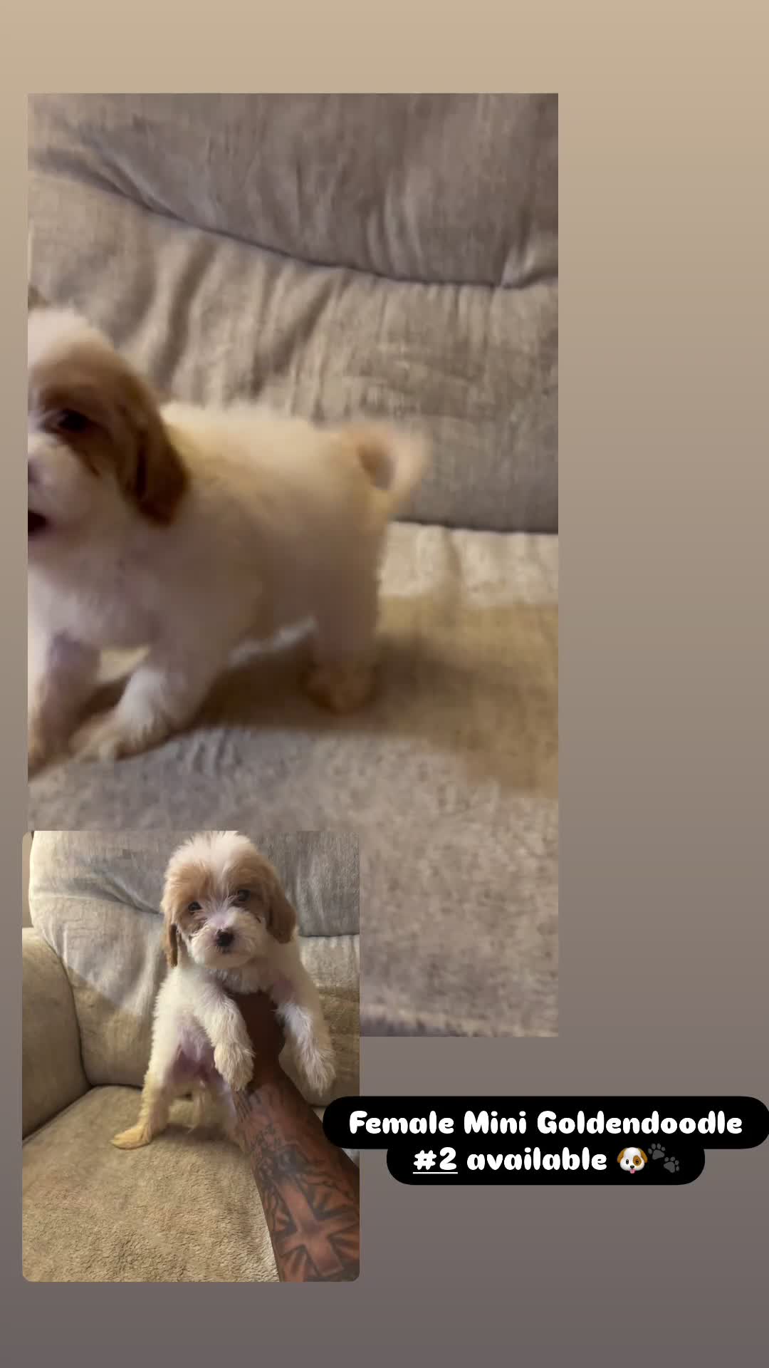 Mini Goldendoodle dogs for sale: Mini Goldendoodle 2 - Video 1