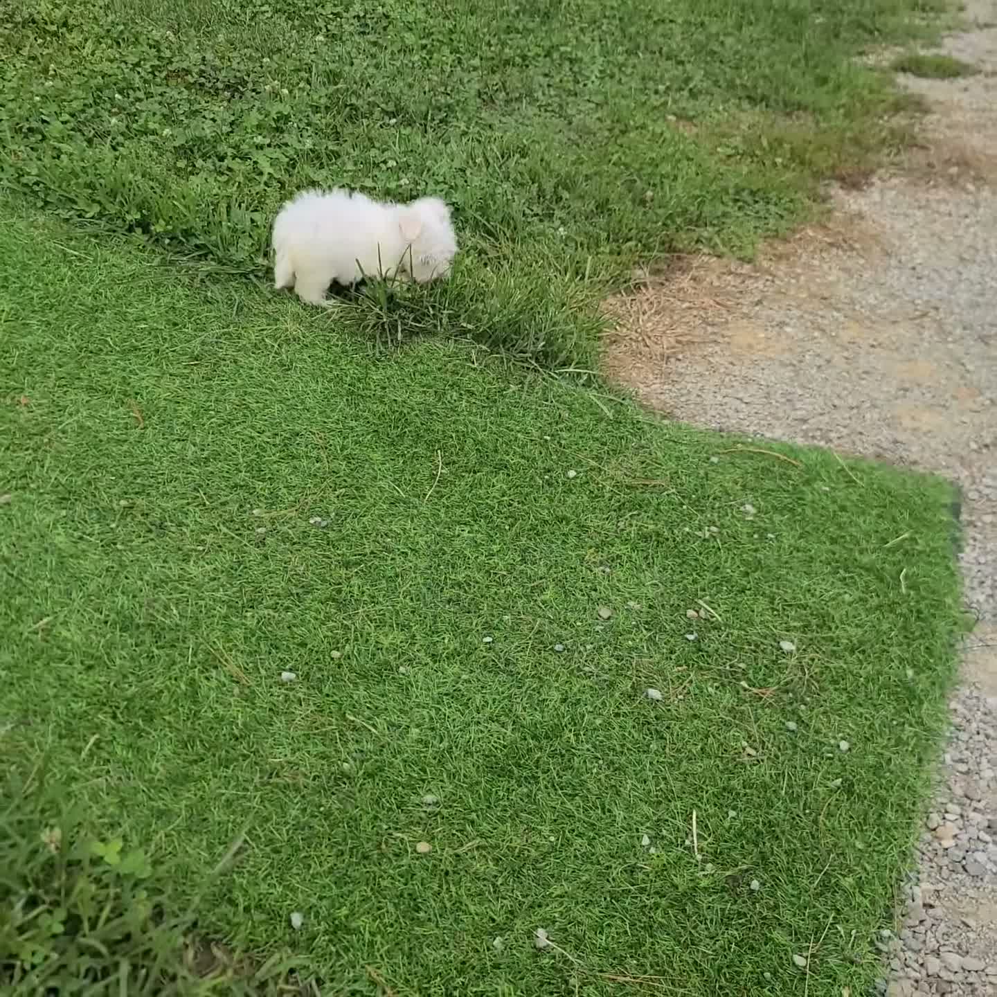 Maltese dogs for sale: Zebrina - Video 1