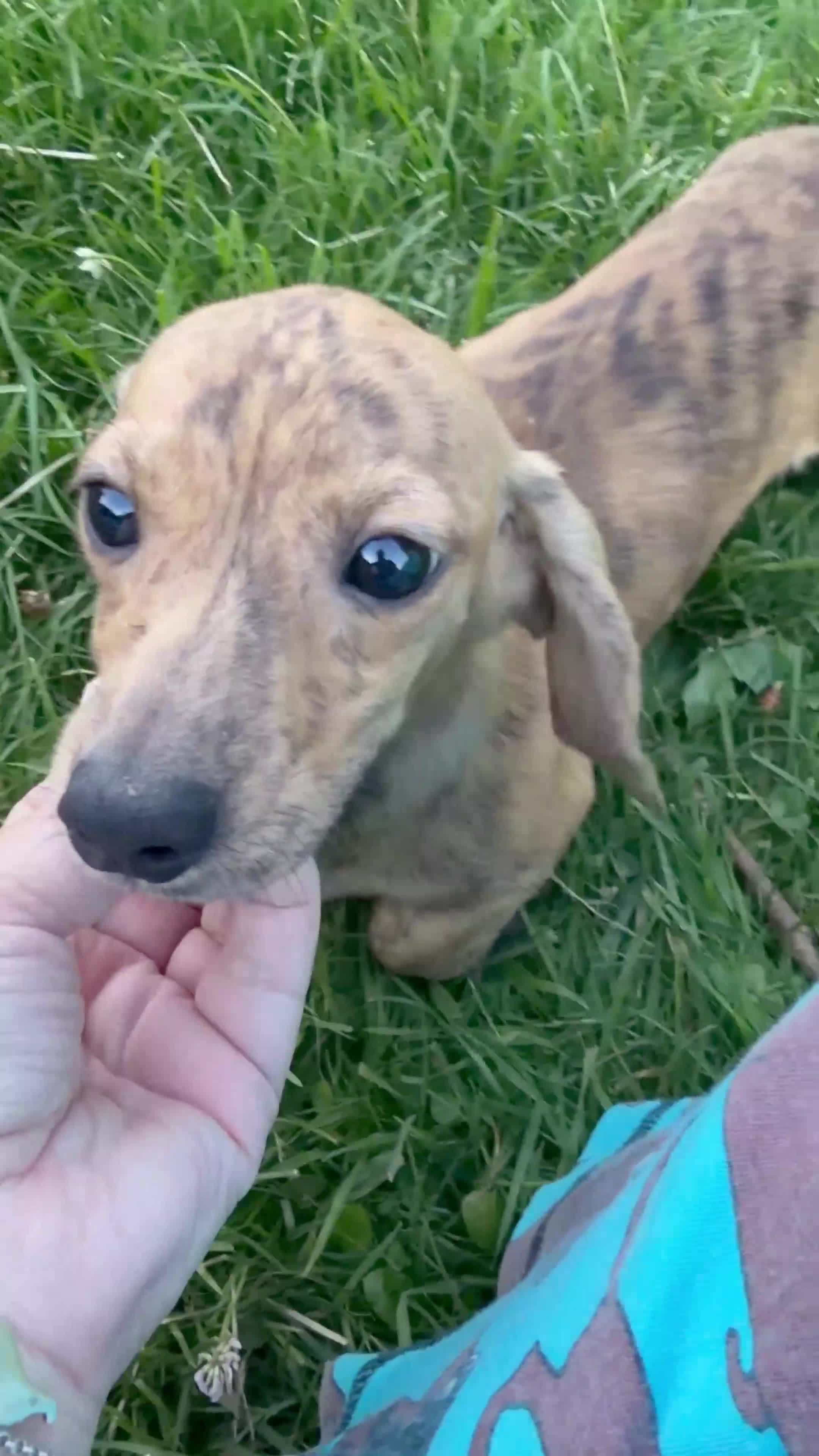 Miniature Dachshund dogs for sale: Cream Brindle - Video 1