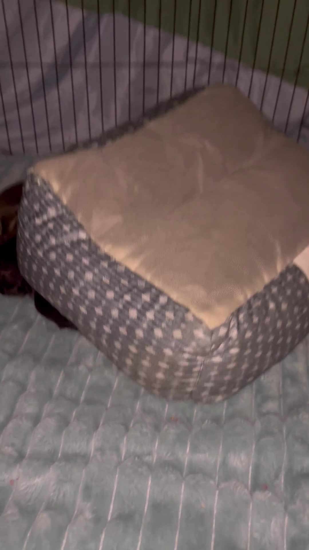 Shih Tzu dogs for sale: Shih Tzu Puppy 2 - Video 1