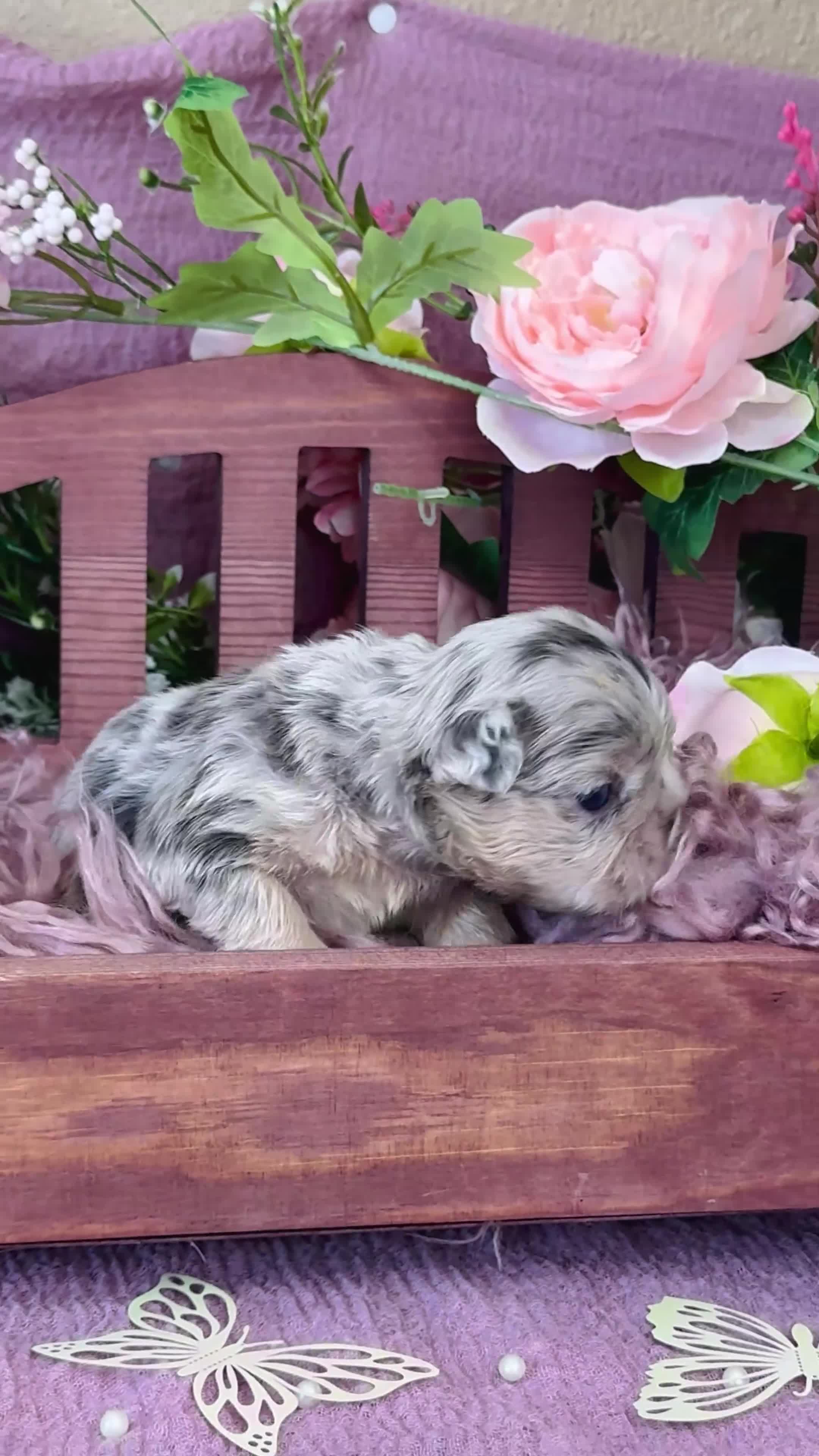 French Bulldog dogs for sale: Mrs. Pound Cake  - Video 5