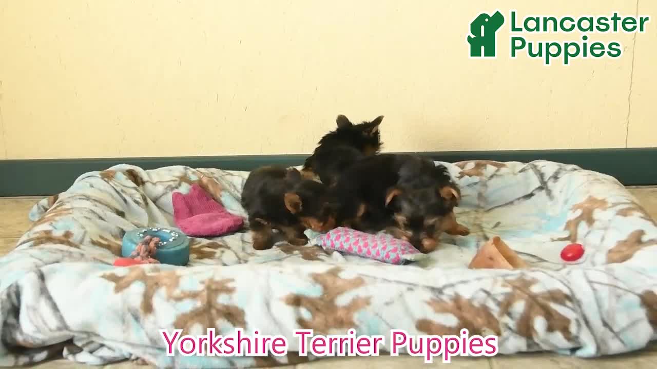 Yorkshire Terrier dogs for sale: Lila - Video 1