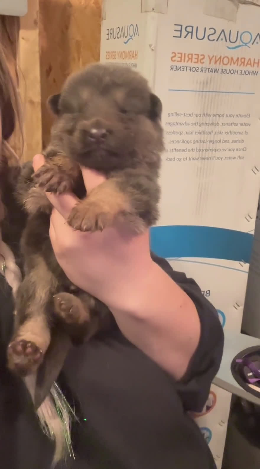 German Shepherd dogs for sale: German Shepherd Puppy 1 - Video 3