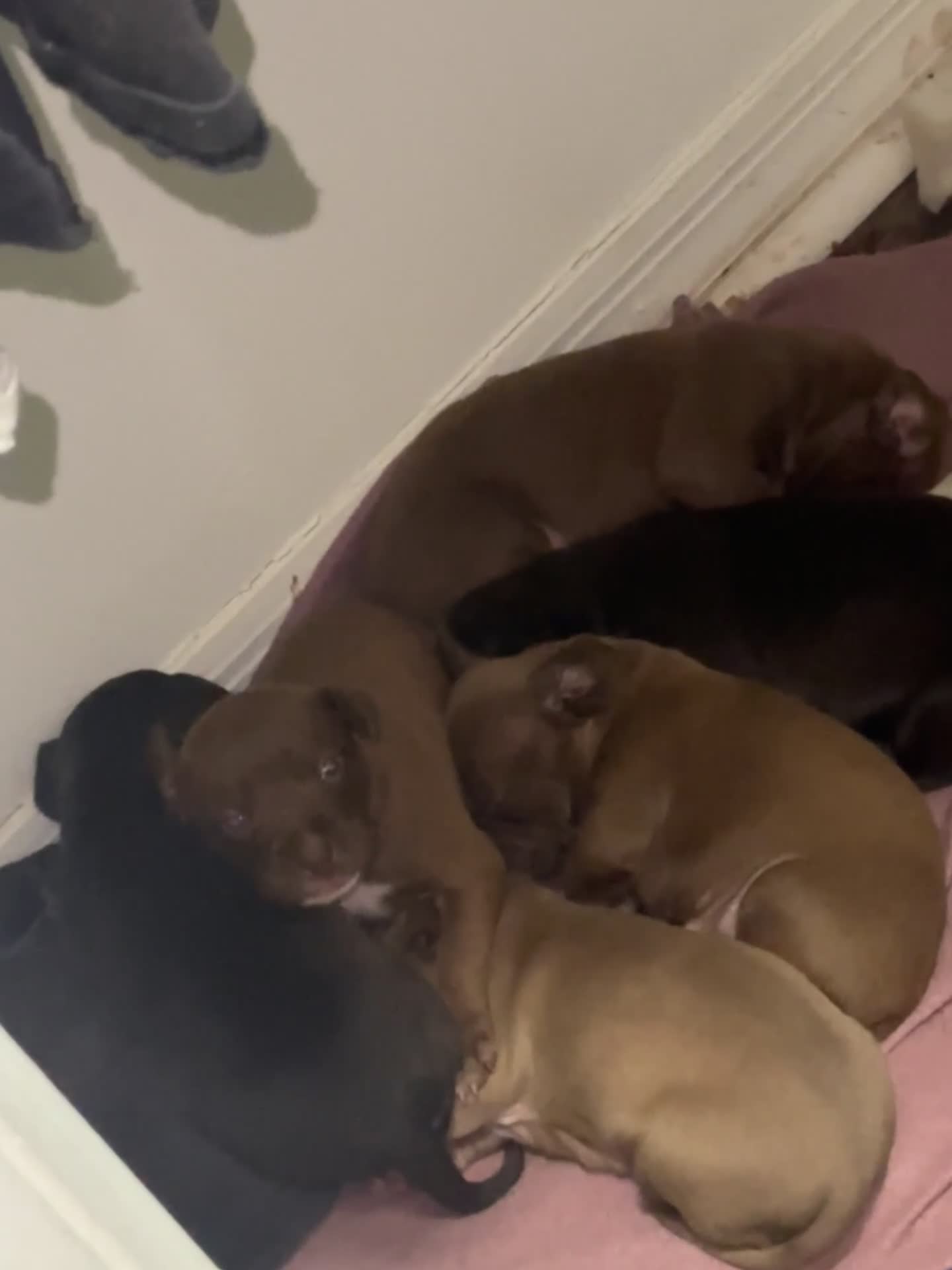 Mixed Breed dogs for sale: Mixed Breed 5 - Video 1