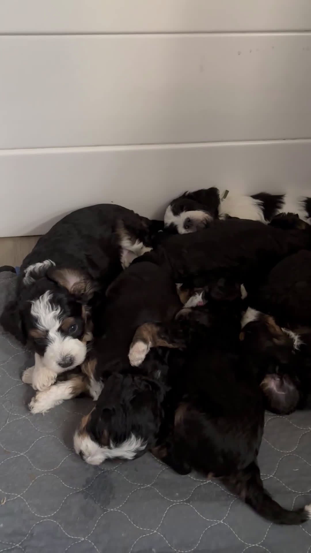Bernedoodle dogs for sale: Alpine  - Video 1