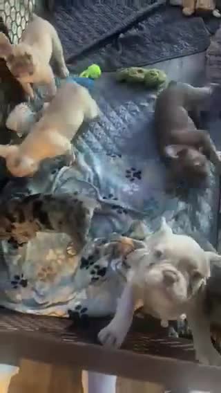 French Bulldog dogs for sale: Blue - Video 1