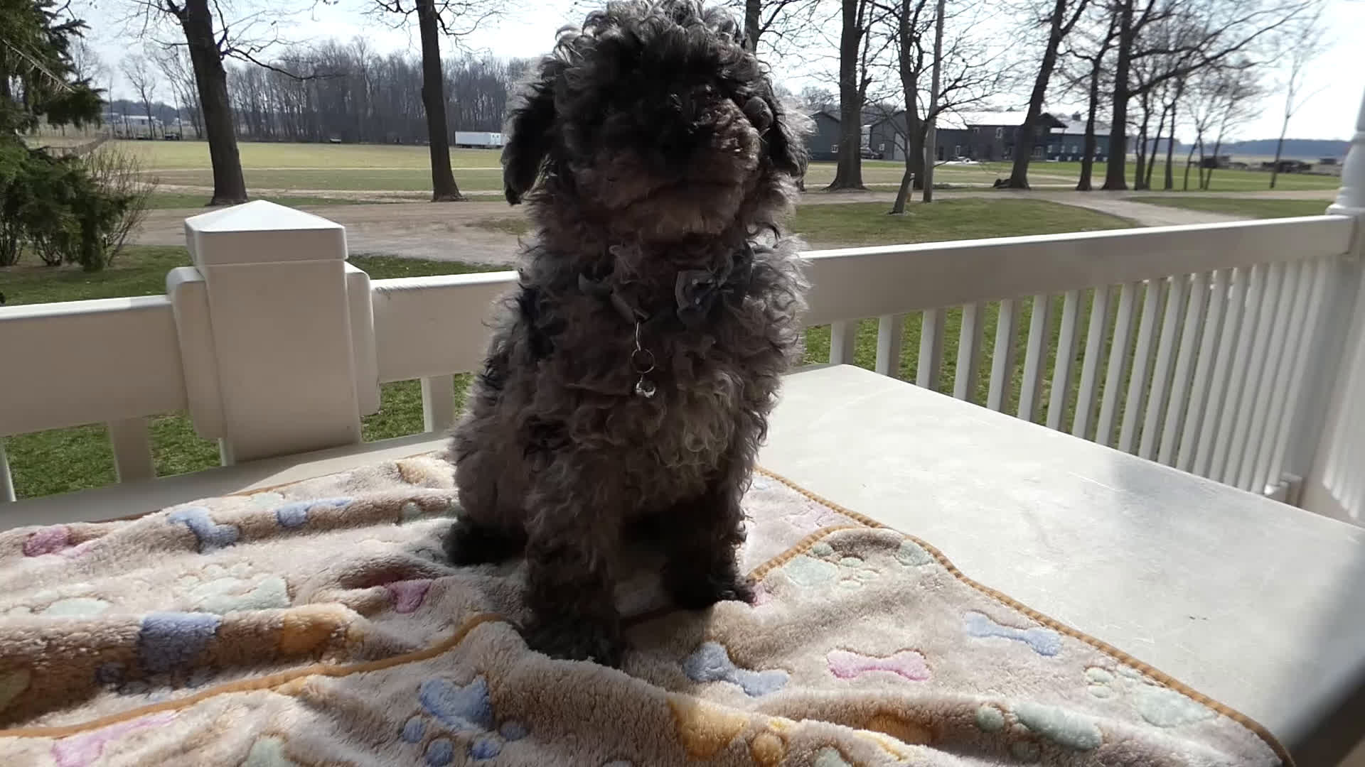 Toy Poodle dogs for sale: Toy Poodle Puppy 1 Sparky - Video 1