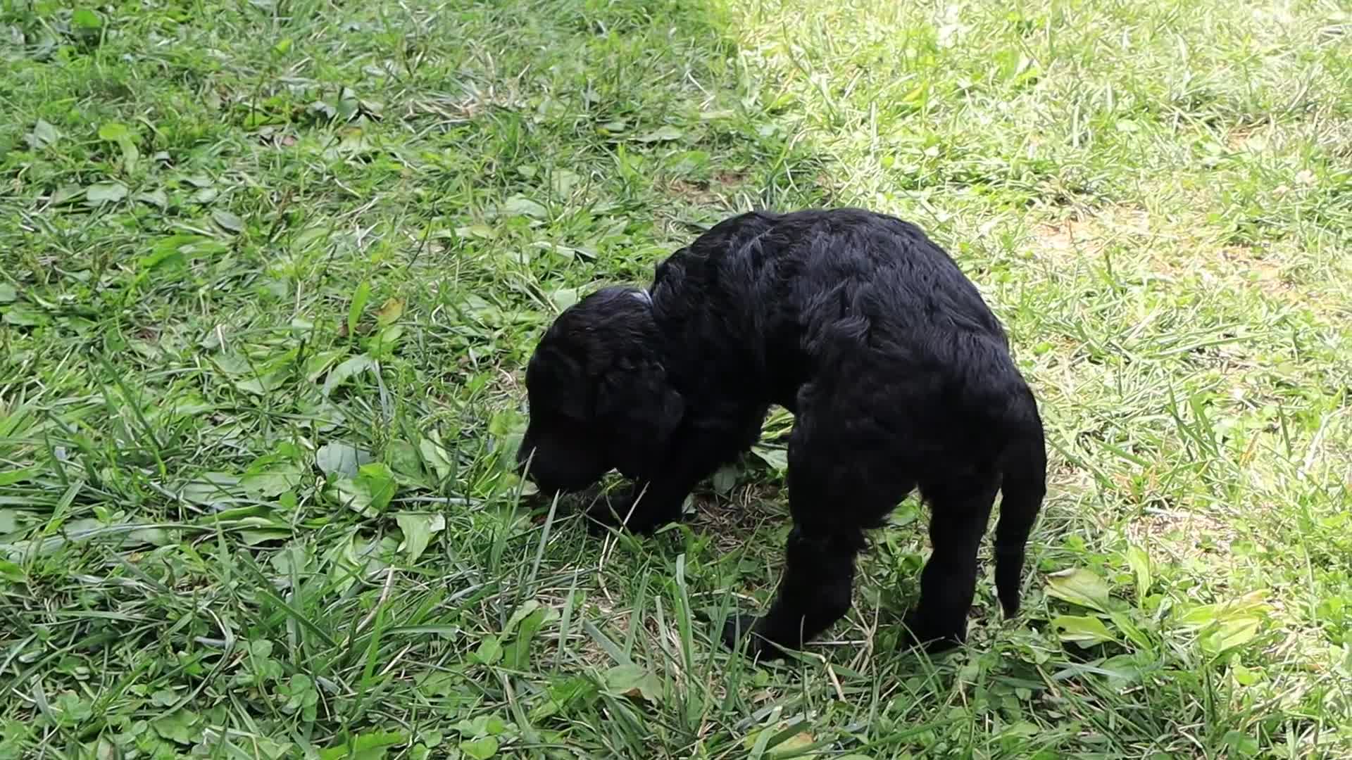 Goldendoodle dogs for sale: Asher - Video 1