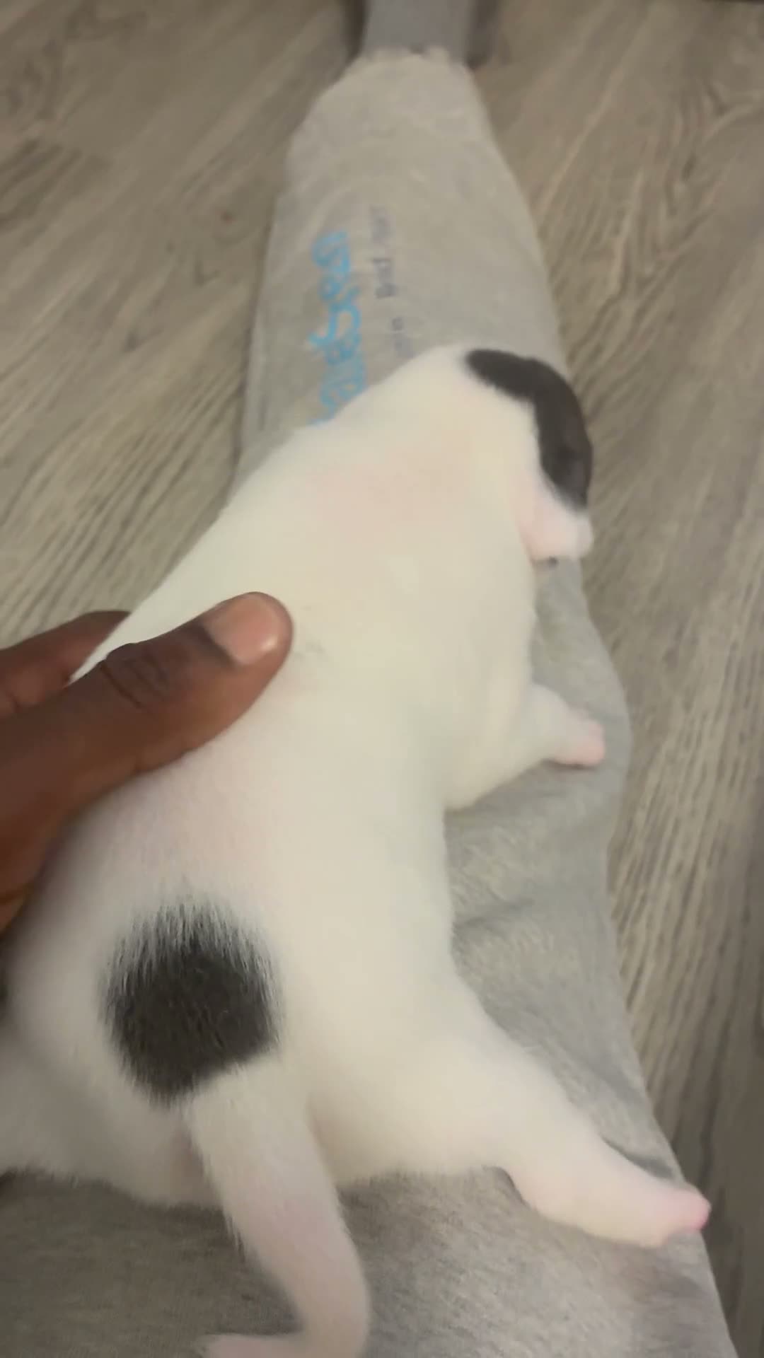 American Bully dogs for sale: American Bully 1 - Video 2