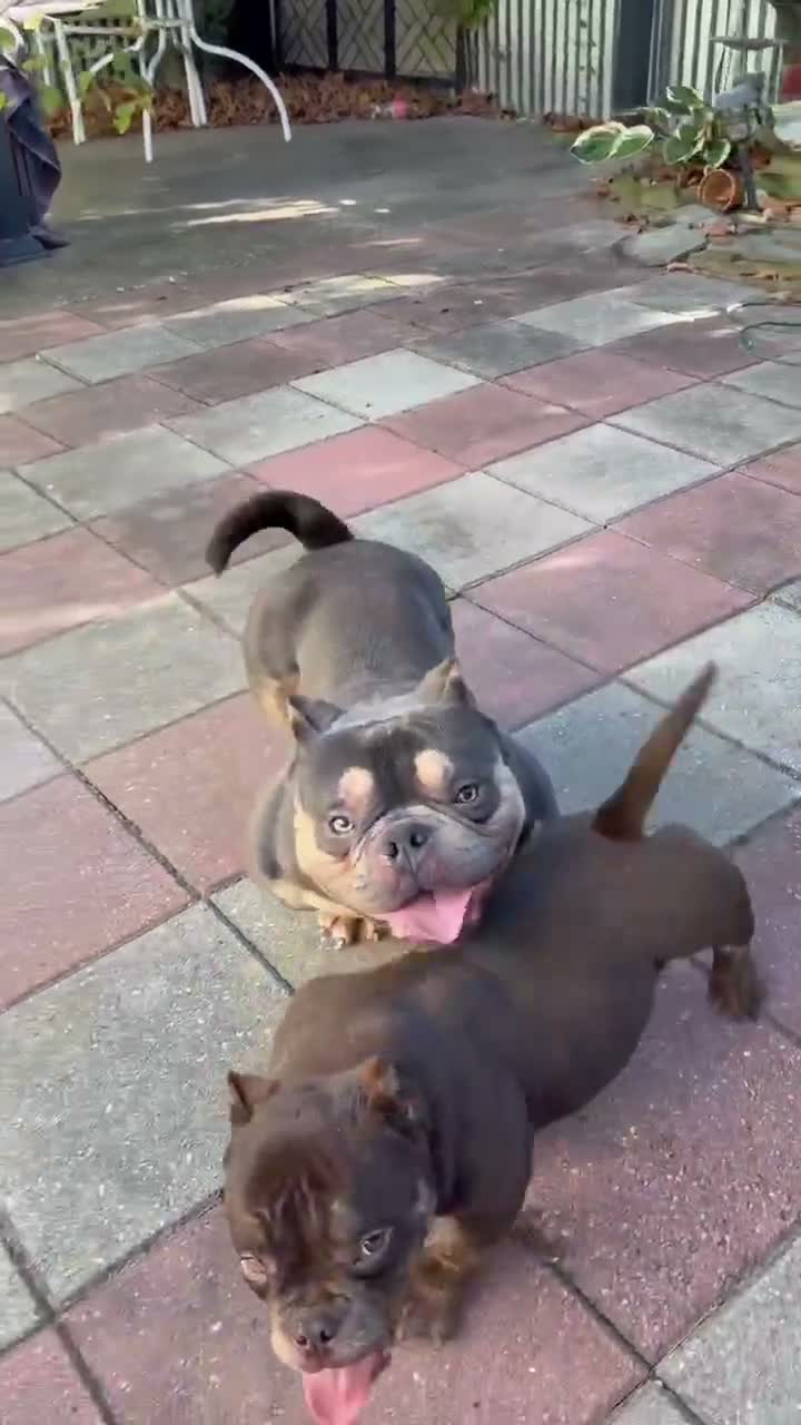 American Bully dogs for stud: Bones Nano Stud - Video 4