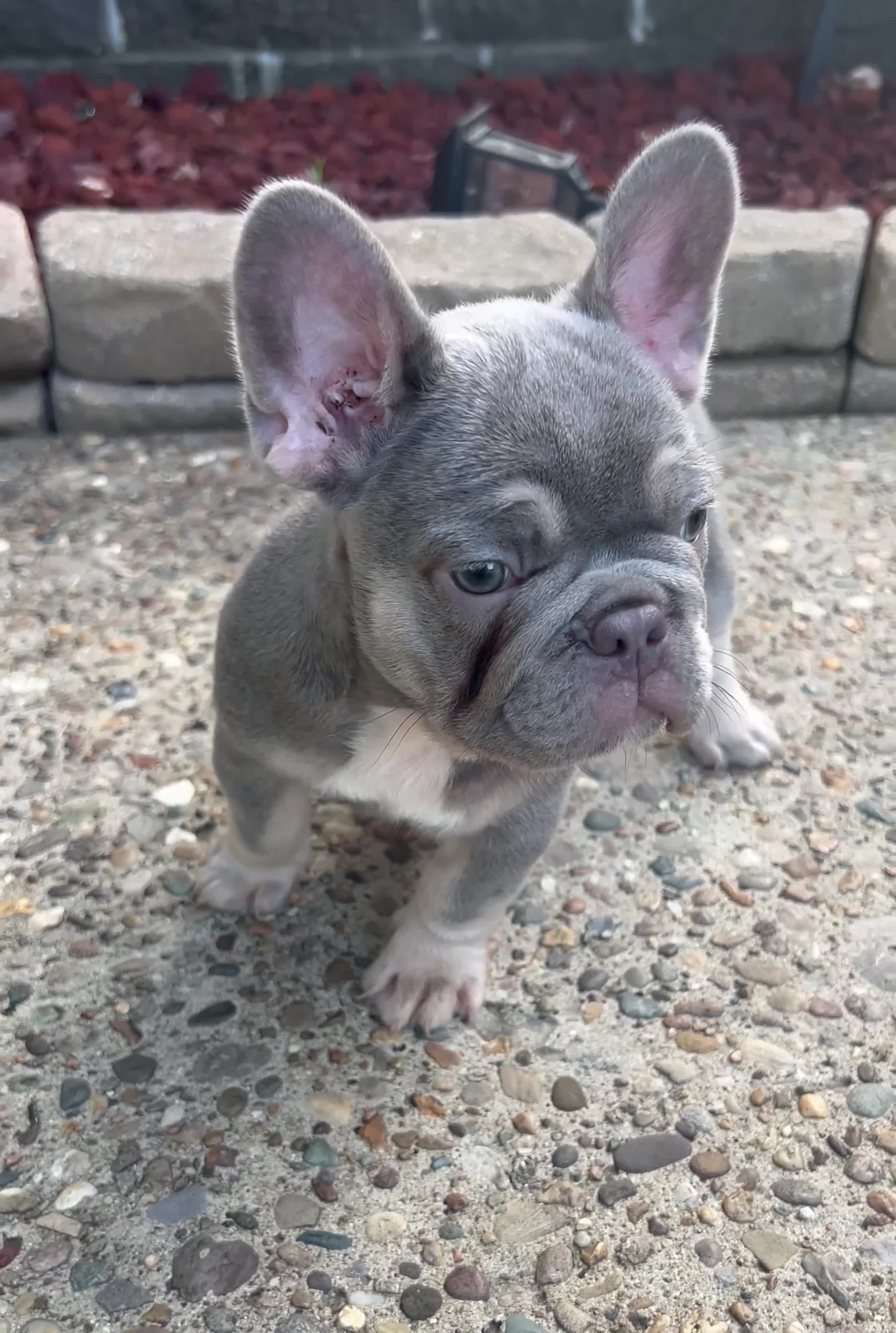 French Bulldog dogs for sale: French Bulldog 1 - Video 1