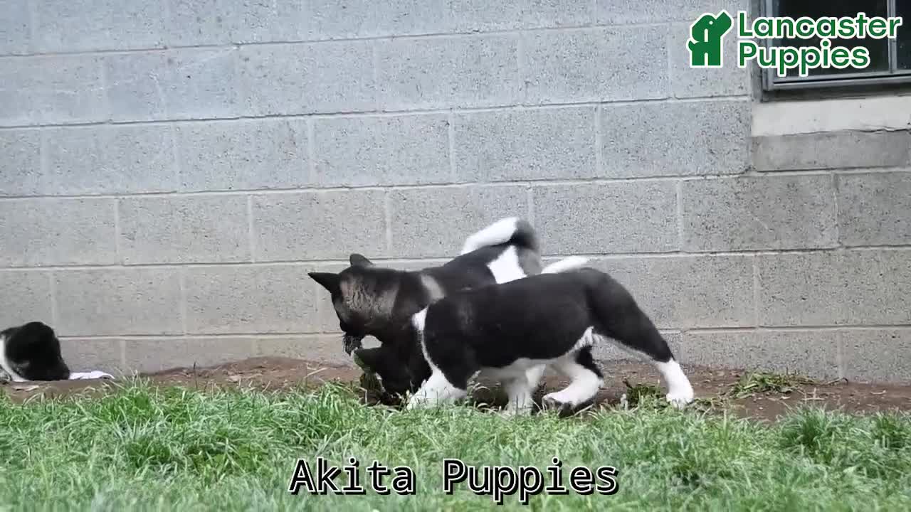 Akita dogs for sale: Kayla - Video 1