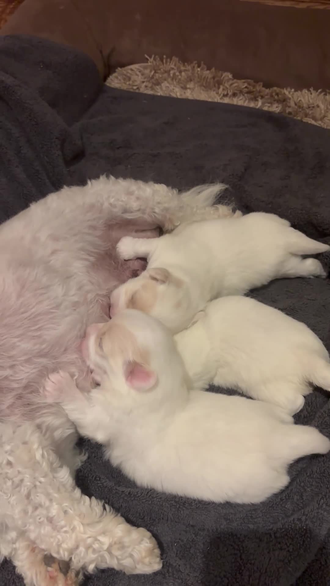 Coton De Tulear dogs for sale: Coton De Tulear 7 baxter - Video 3