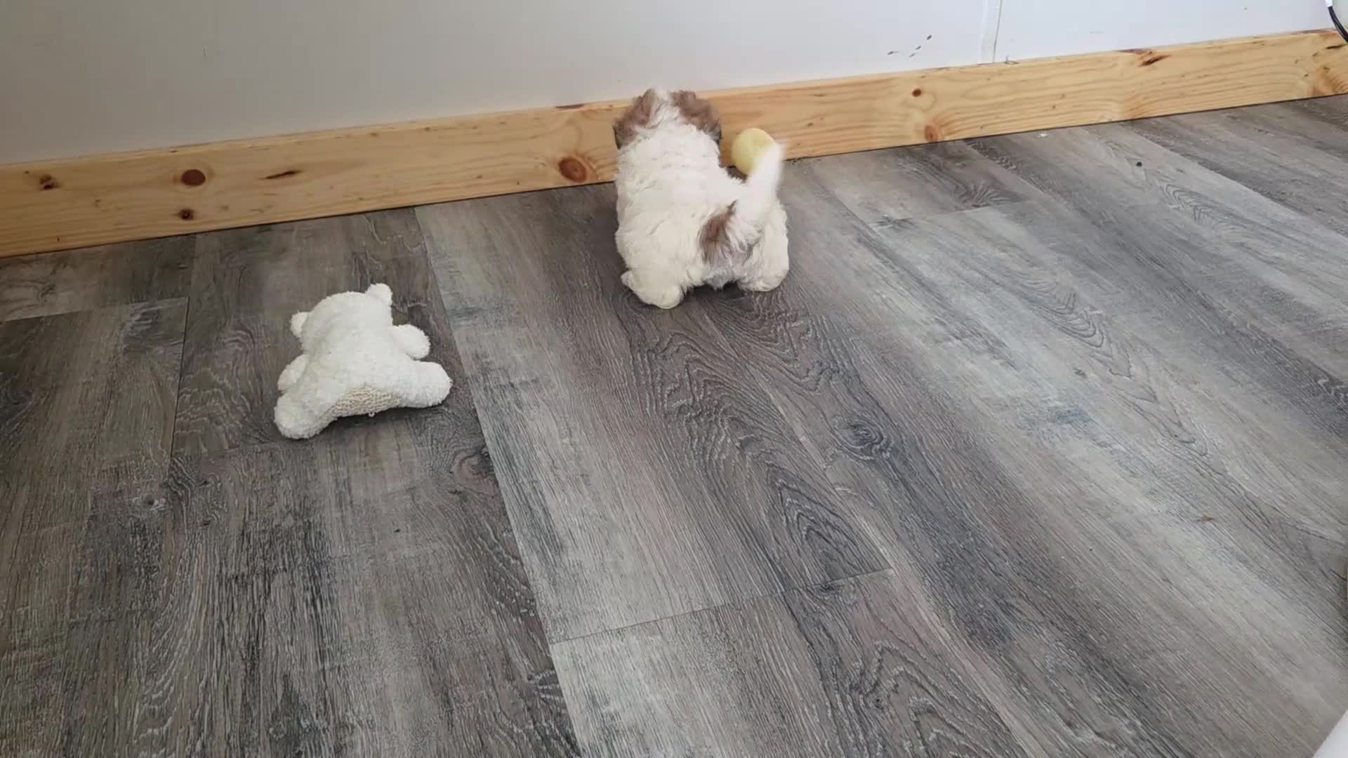 Maltipoo dogs for sale: Teddy - Video 2