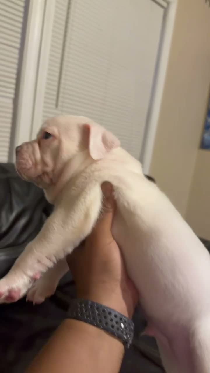American Bully dogs for sale: Mickey - Video 1