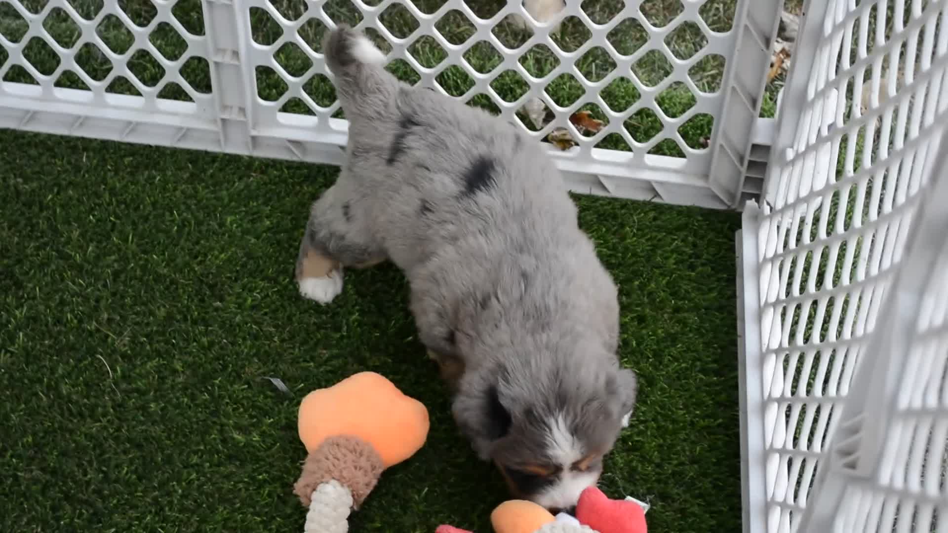 Mini Bernedoodle dogs for sale: Rosie - Video 4