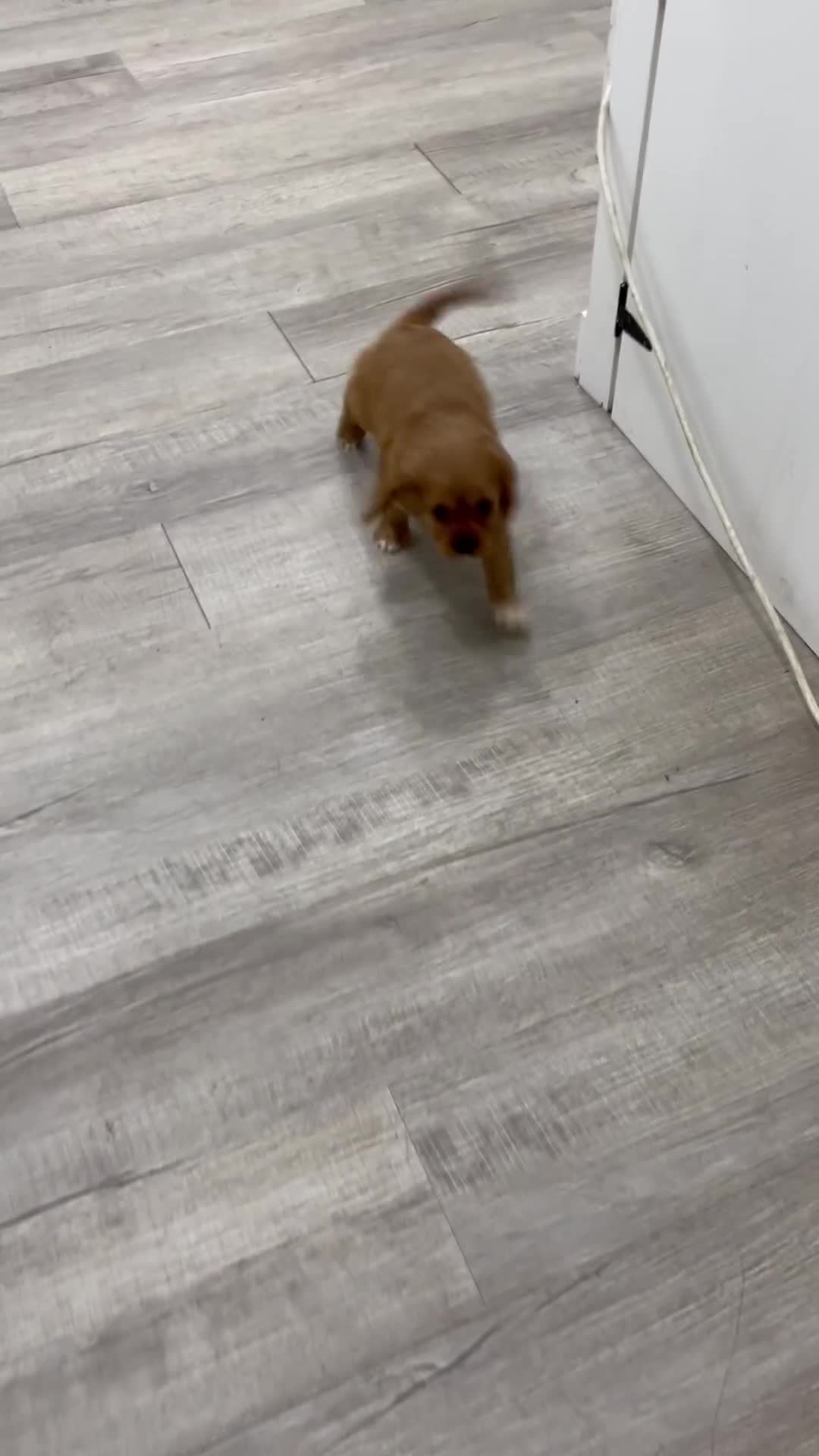 Cavalier King Charles Spaniel dogs for sale: Baxter - Video 1