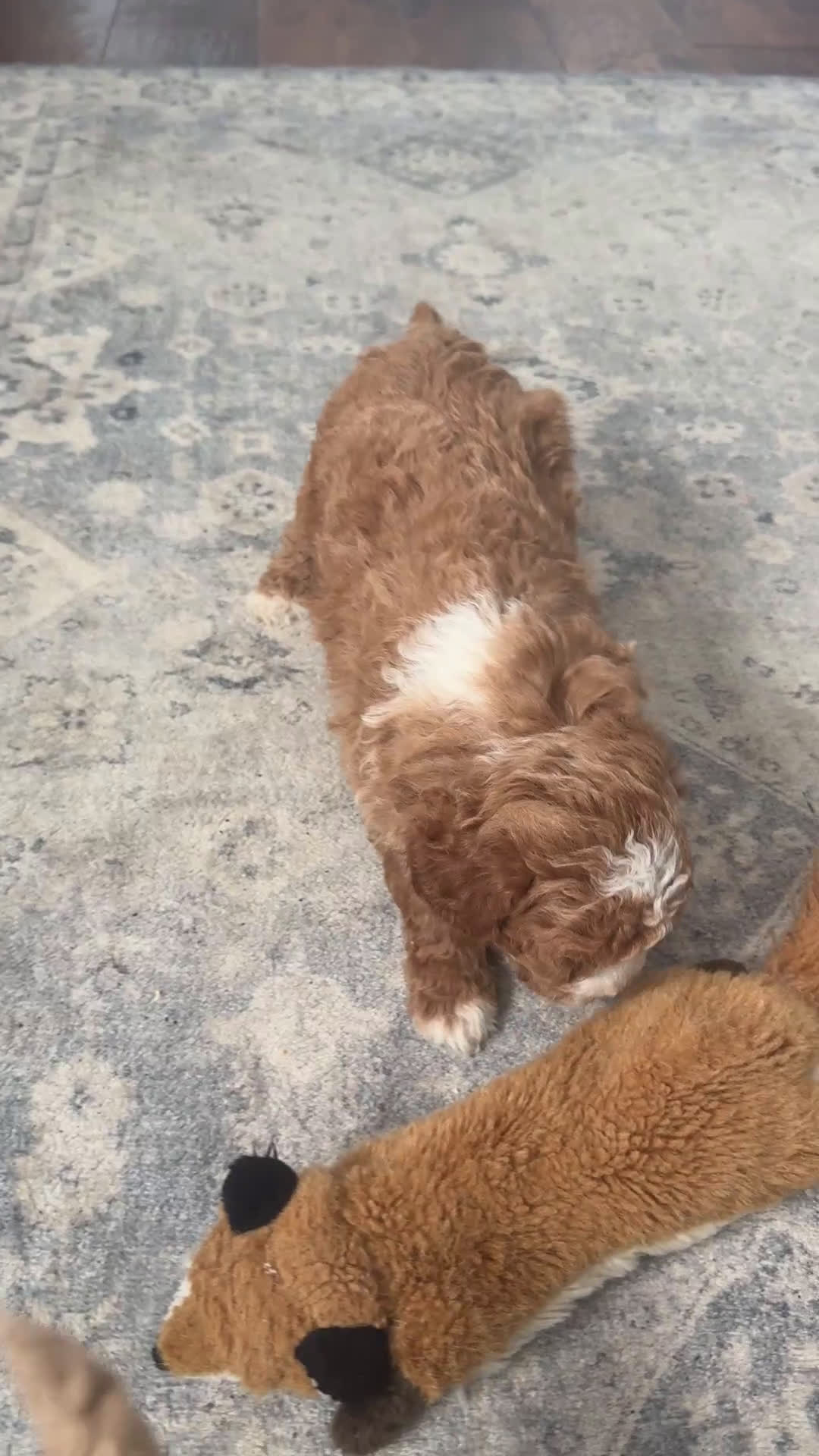 Goldendoodle dogs for sale: Olivia - Video 1