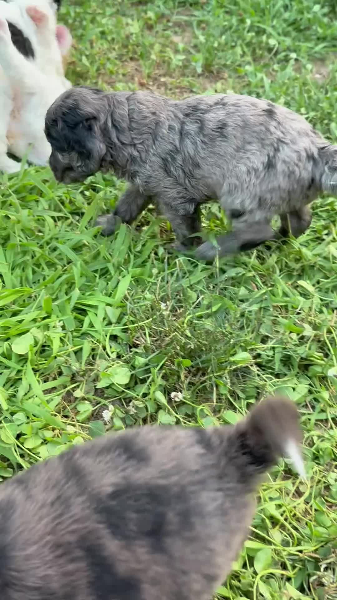Mini Goldendoodle dogs for sale: Sweet Pea - Video 1