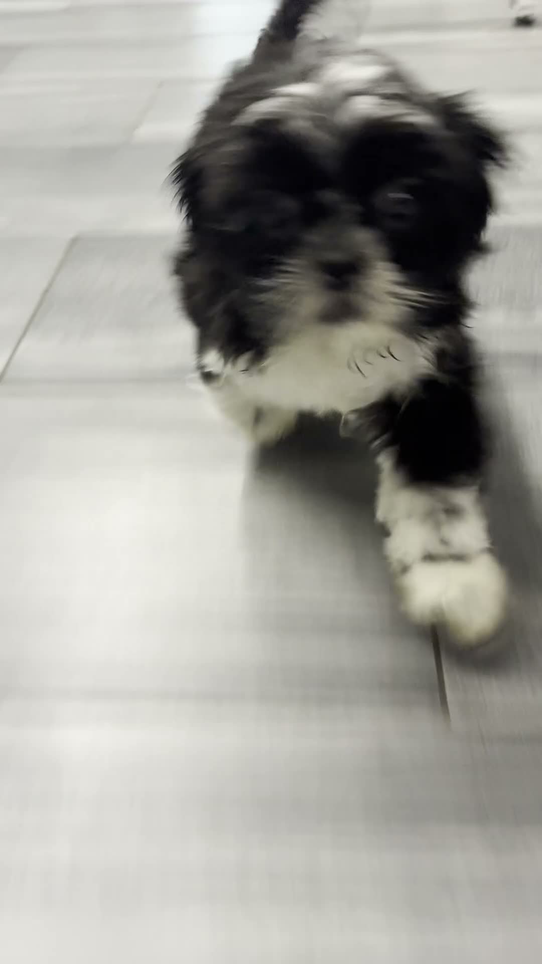 Shih Tzu dogs for sale: Glenn - Video 1