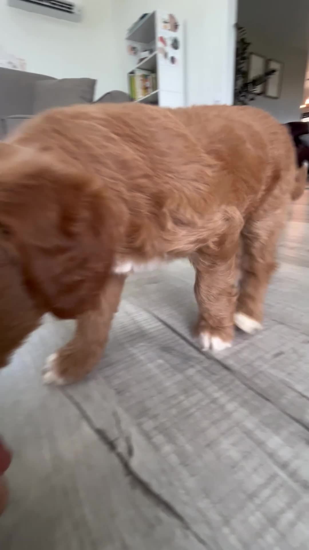 Mini Goldendoodle dogs for sale: Amber  - Video 1
