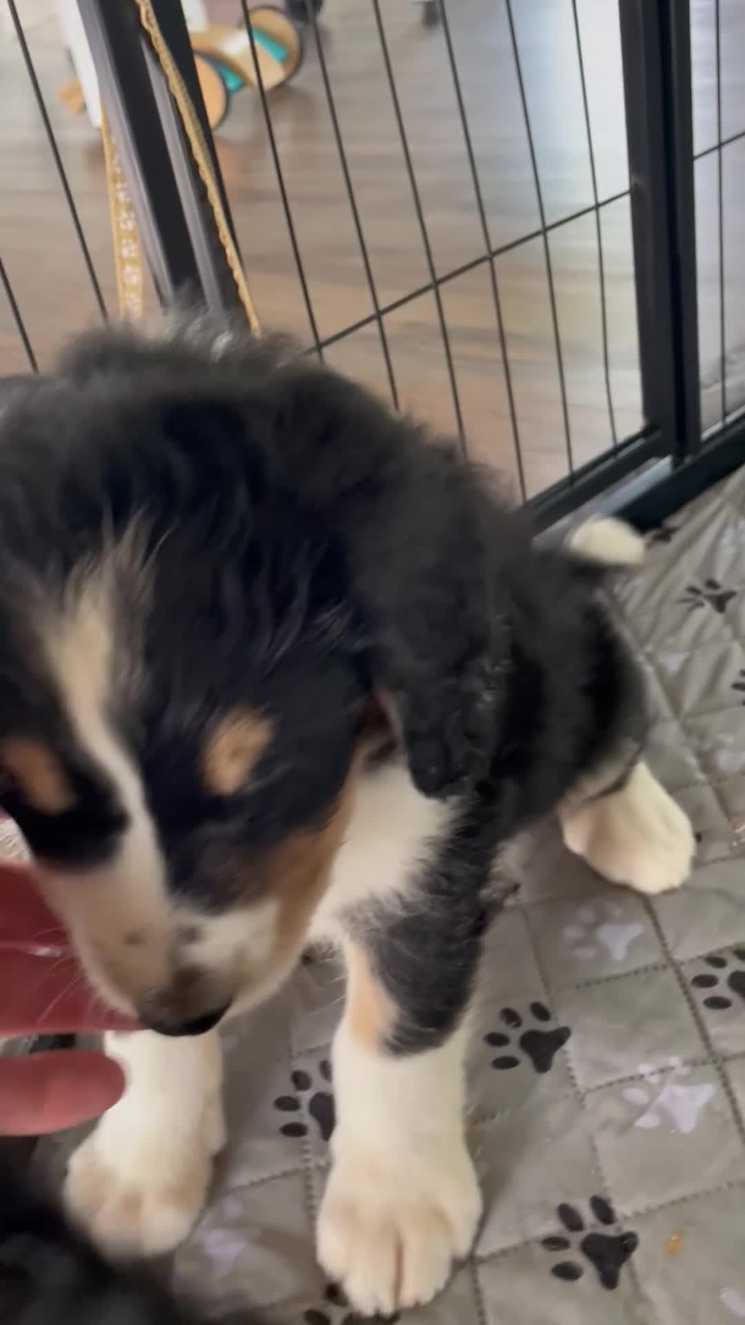 Bernedoodle dogs for sale: Mr. Hudson - Video 1