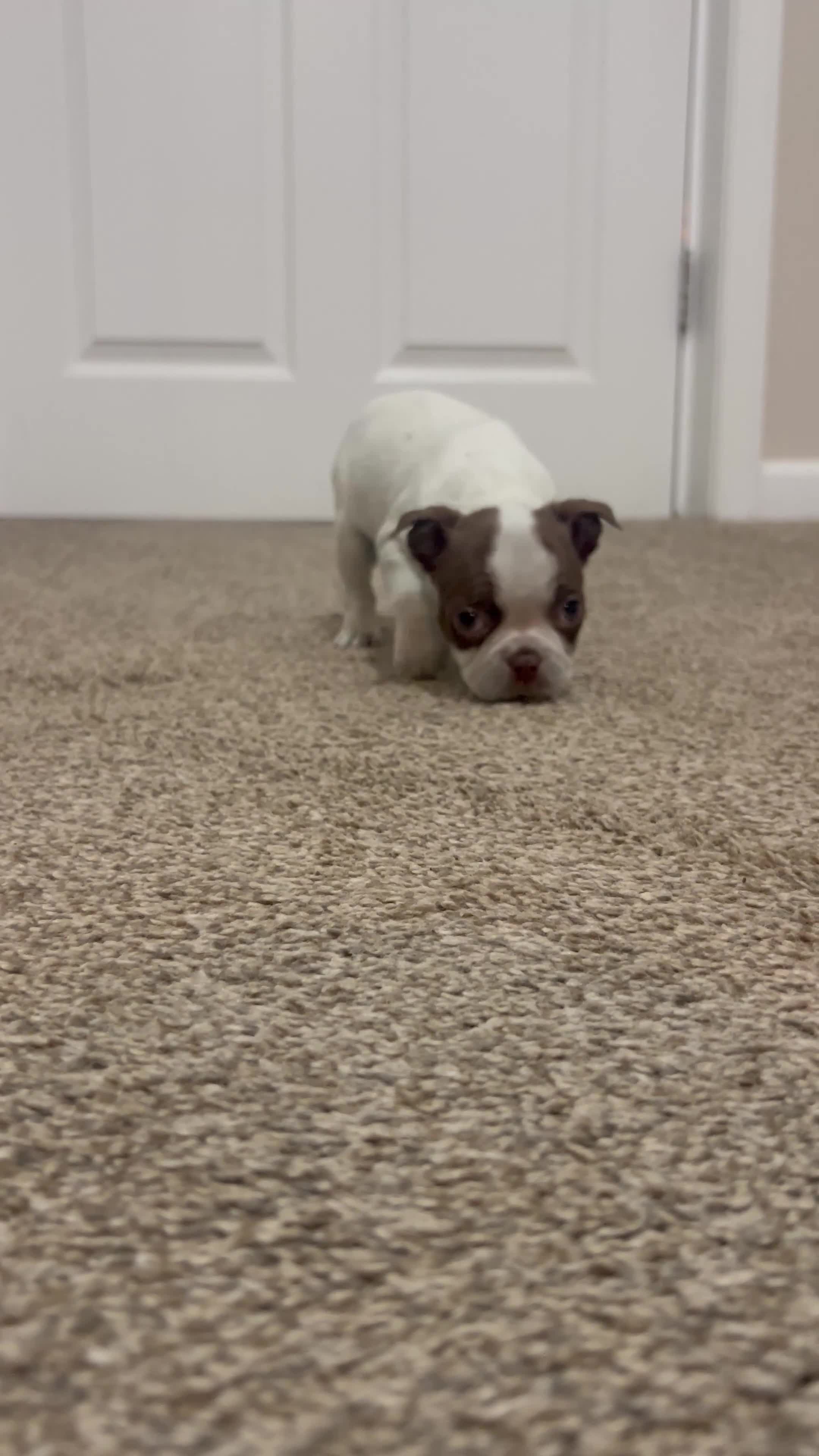 Boston Terrier dogs for sale: Vicky - Video 2