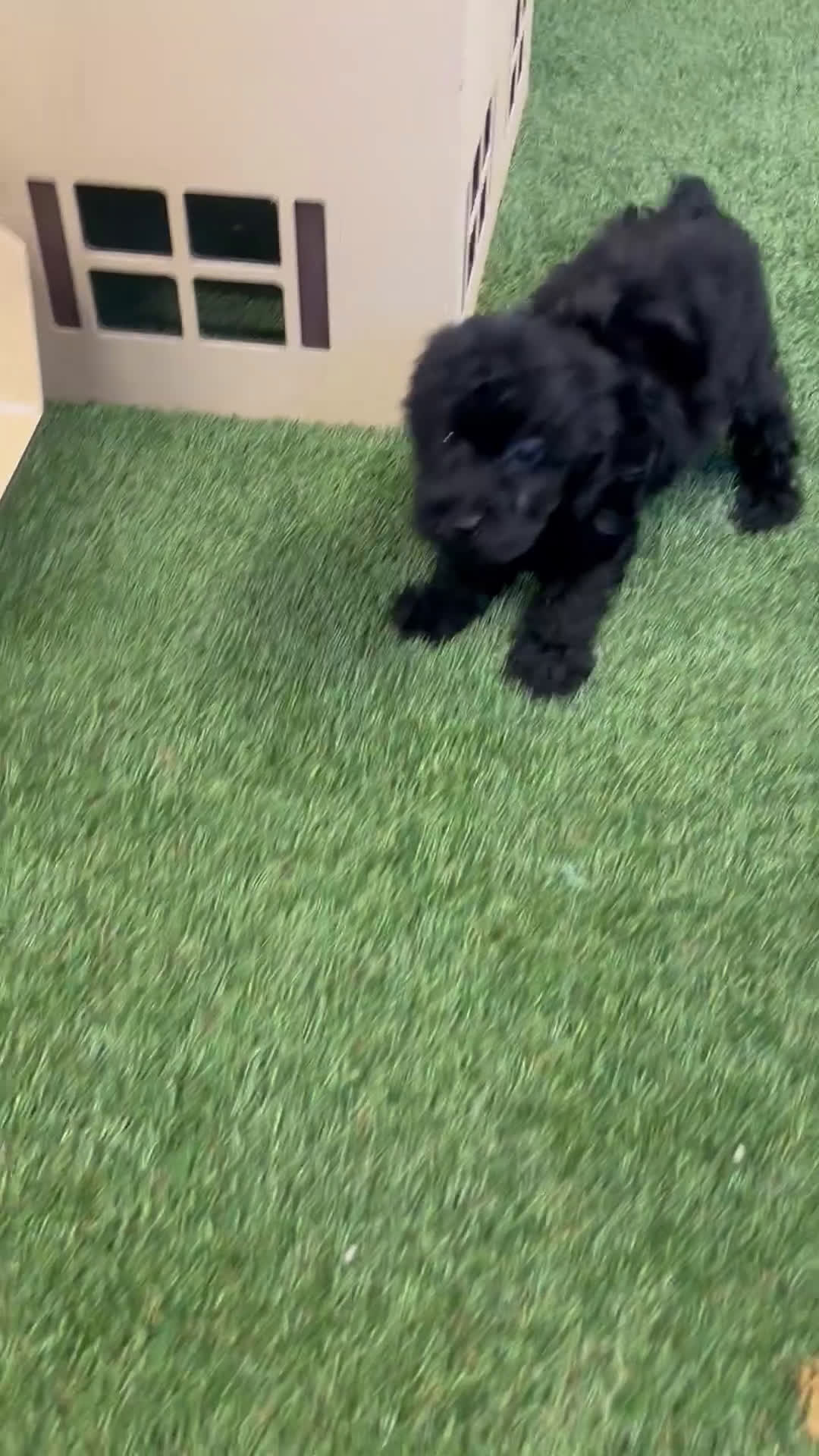 Yorkshire Terrier dogs for sale: Ishmael - Video 1