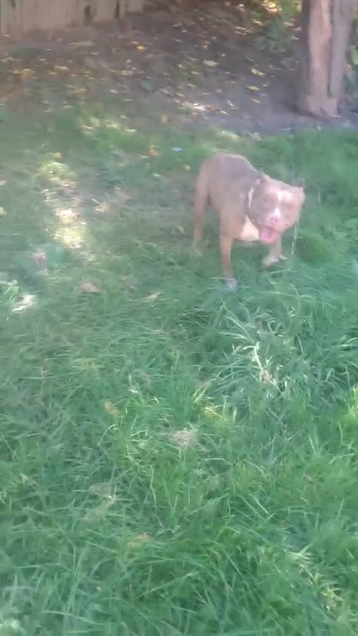 American Pit Bull Terrier dogs for sale: American Pit Bull Terrier 5 - Video 1