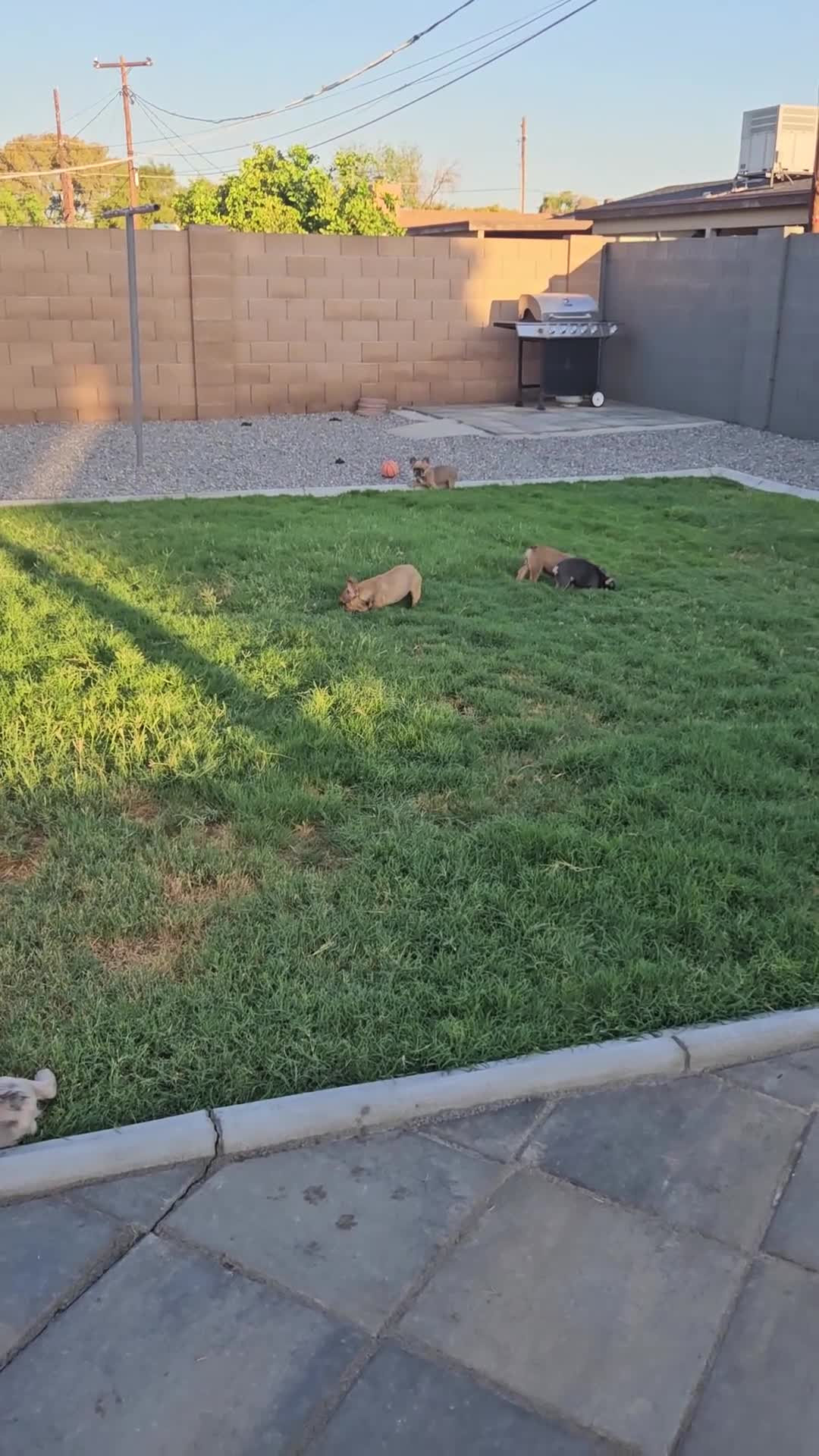 French Bulldog dogs for sale: Coco - Video 1