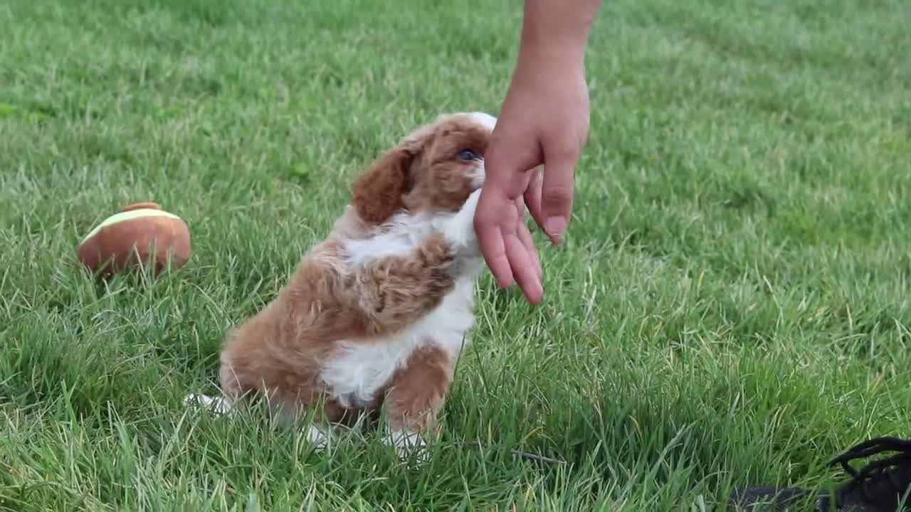 Cavapoo dogs for sale: Bambi - Video 1