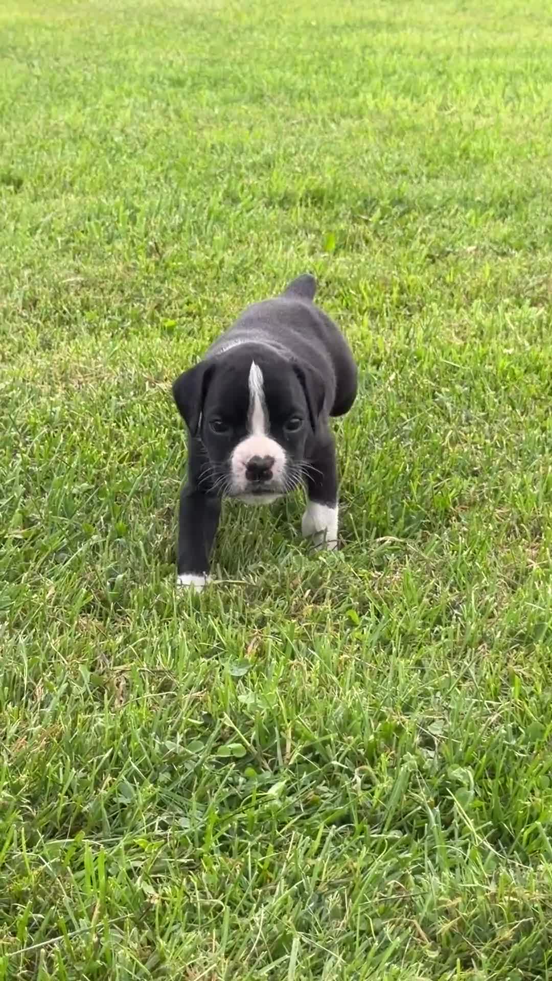 Boxer dogs for sale: Princess  - Video 1