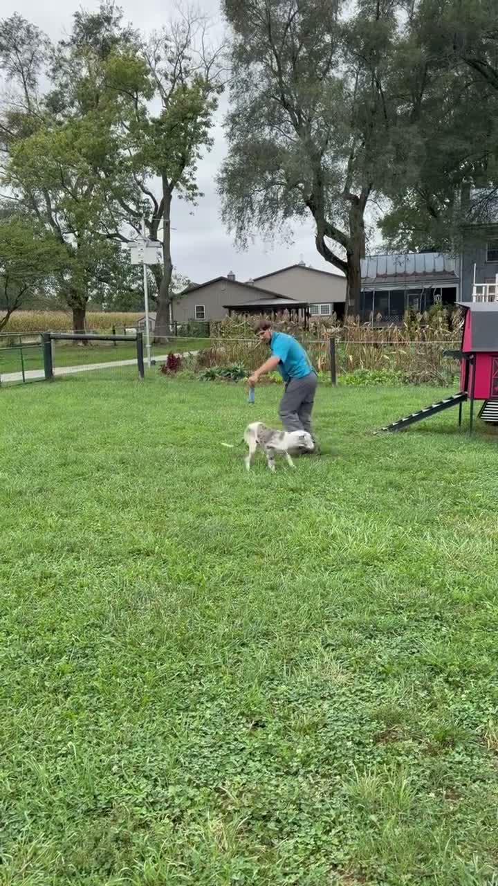 Great Dane dogs for sale: Patches Great Dane  - Video 1