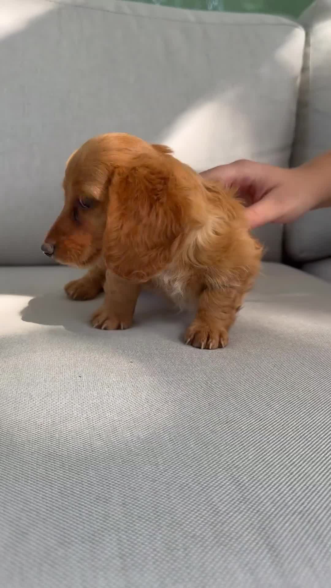 Miniature Dachshund dogs for sale: Milly - Video 1