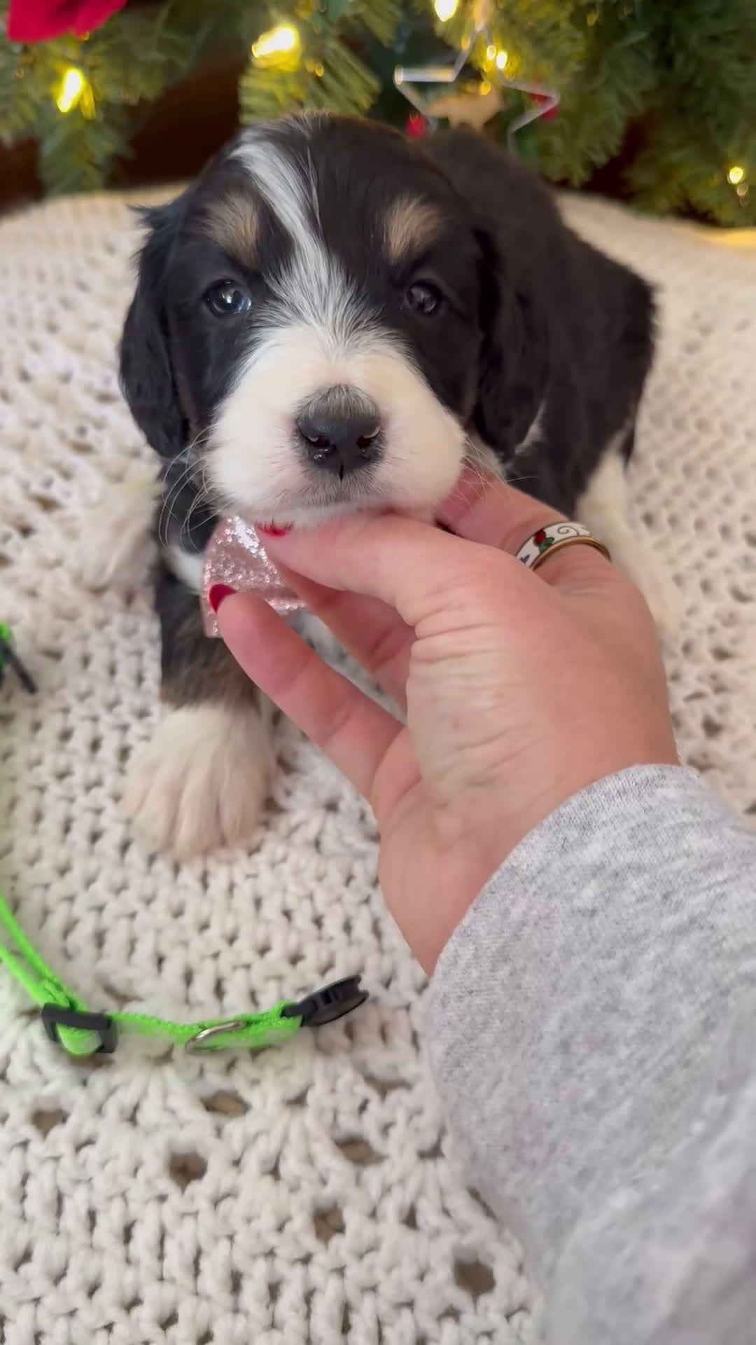 Mini Bernedoodle dogs for sale: Frank - Video 2