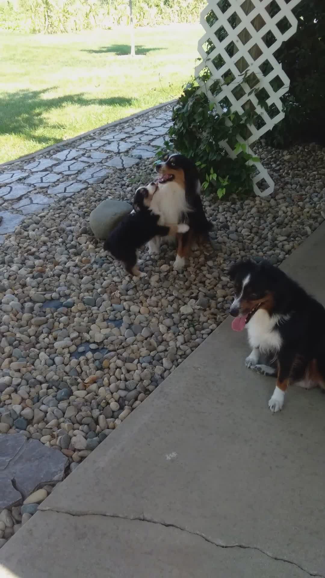 Miniature Australian Shepherd dogs for sale: Ryder - Video 1