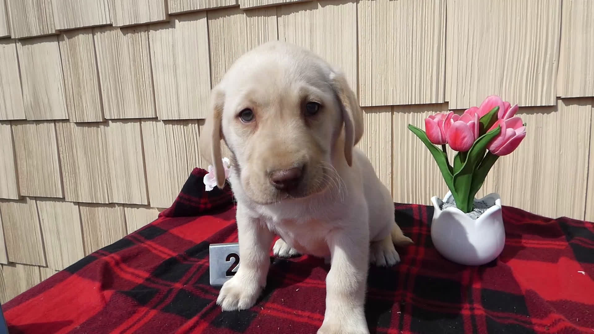 Labrador Retriever dogs for sale: Labrador Retriever Puppy 2 Carson - Video 1
