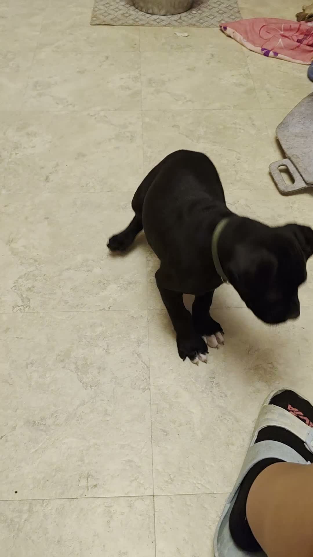 Boxer dogs for sale: Zulu - Video 1