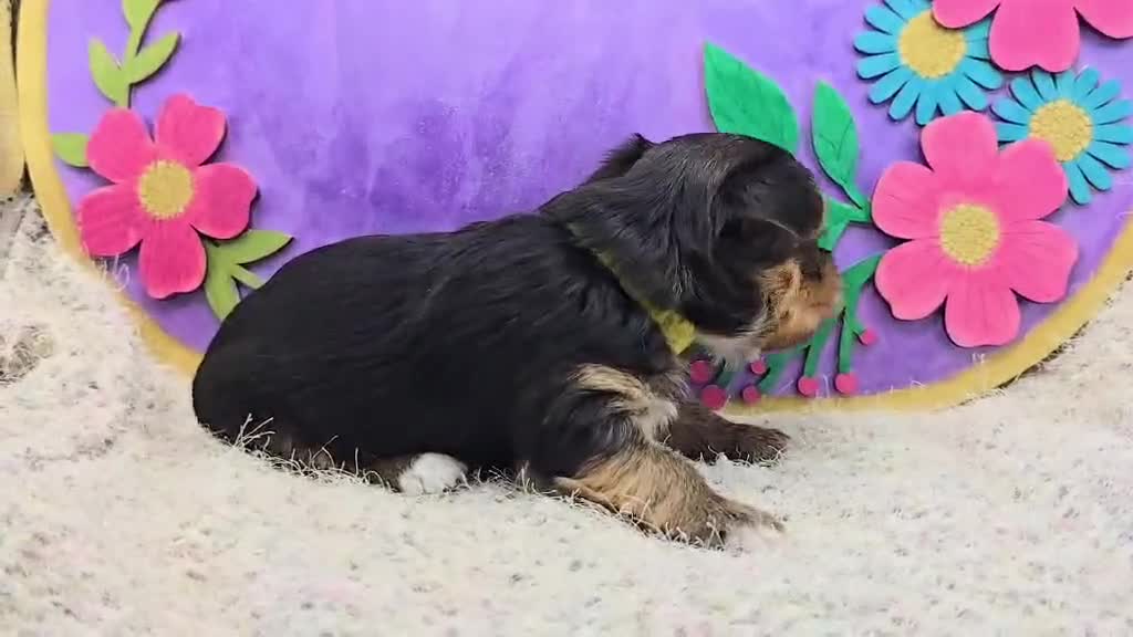 Yorkshire Terrier dogs for sale: Hudson - Video 4