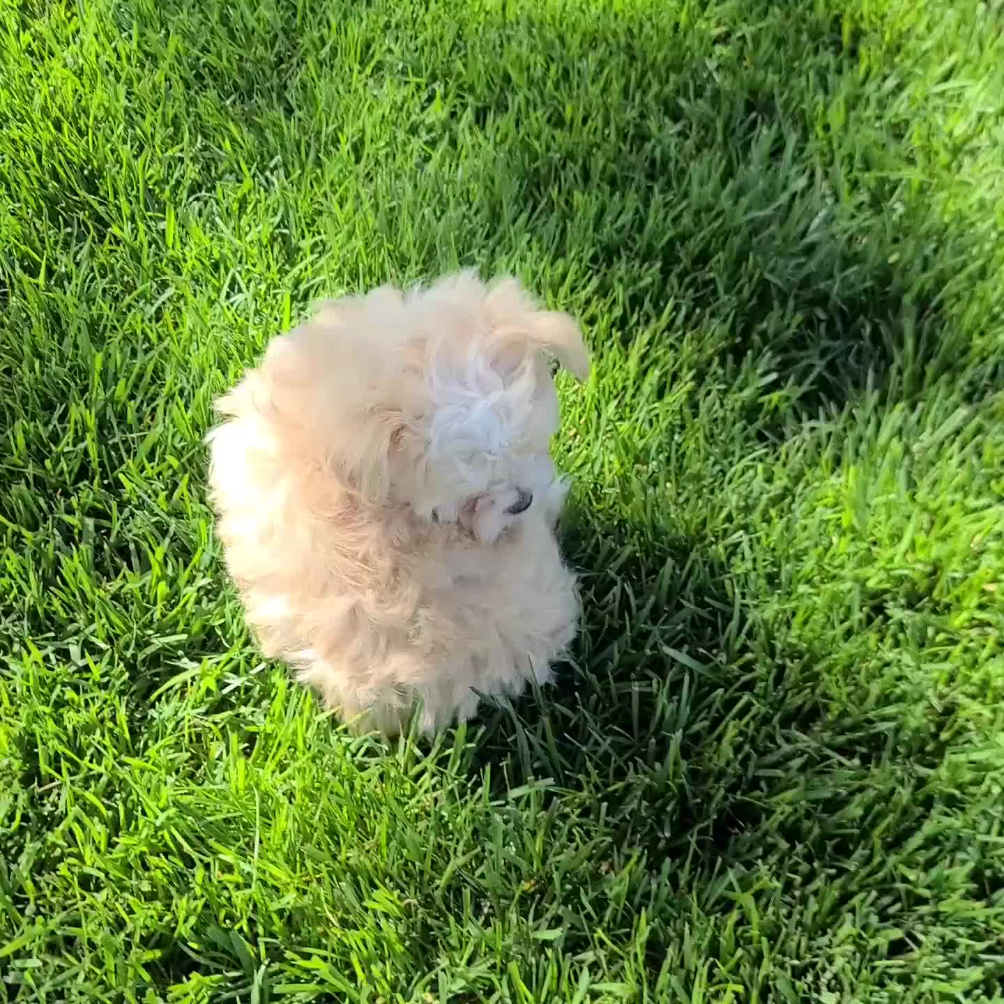 Maltipoo dogs for sale: Charles - Video 2