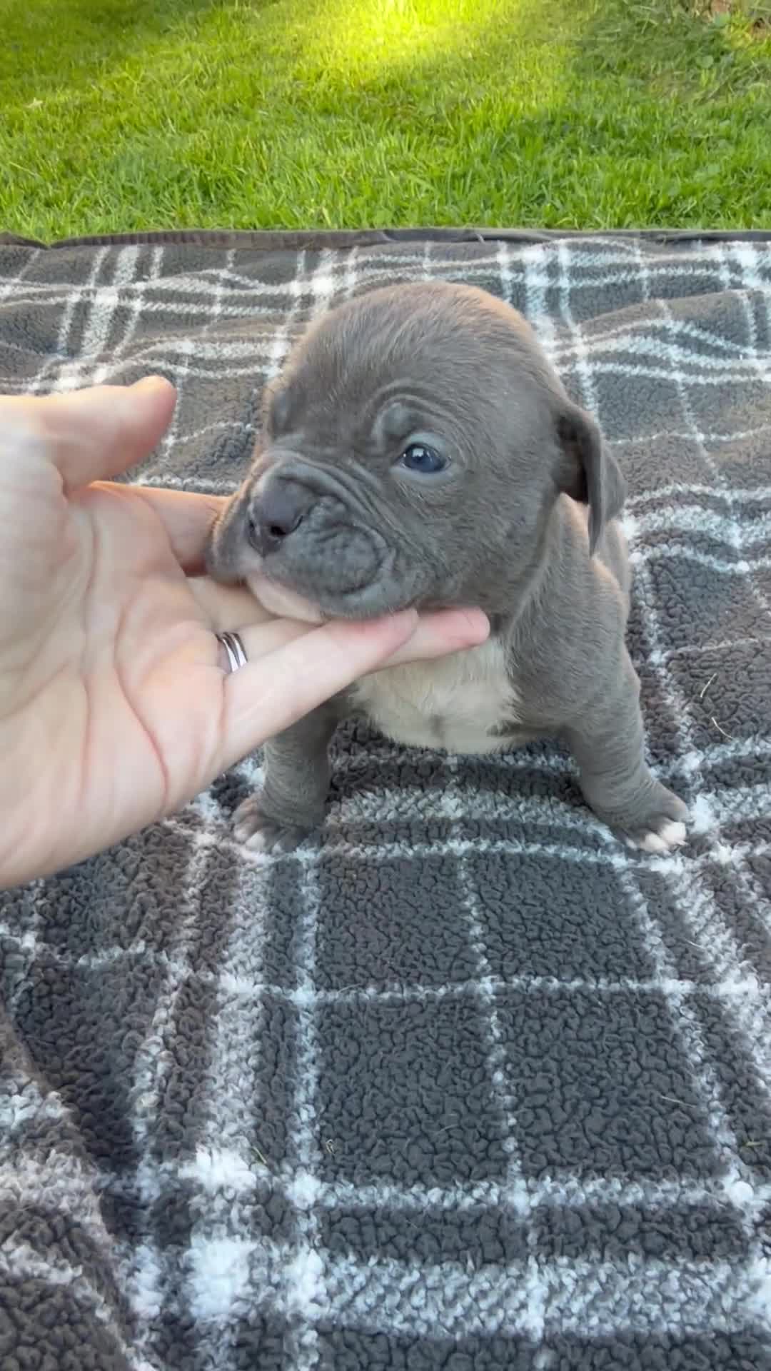 American Bully dogs for sale: Baloo - Video 1
