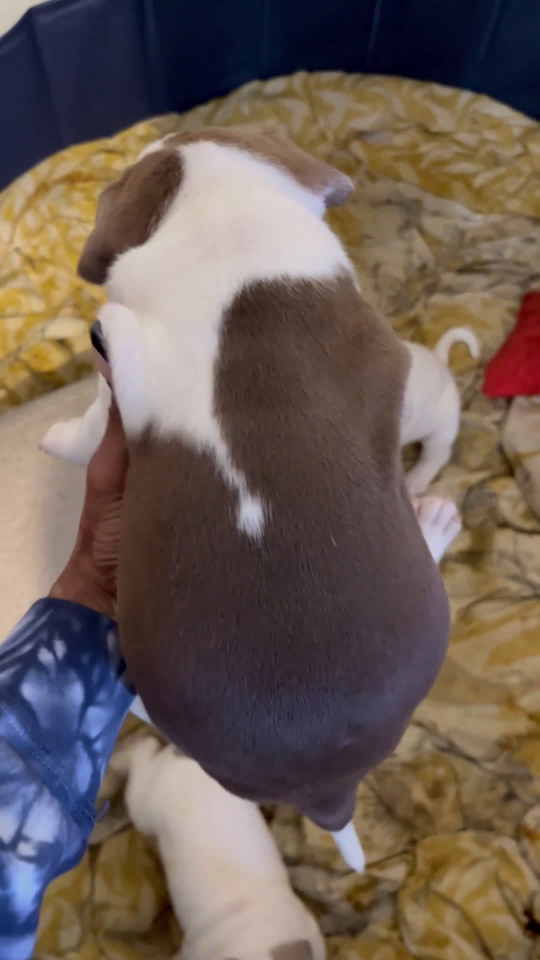 American Bully dogs for sale: American Bully Puppy 3 - Video 1