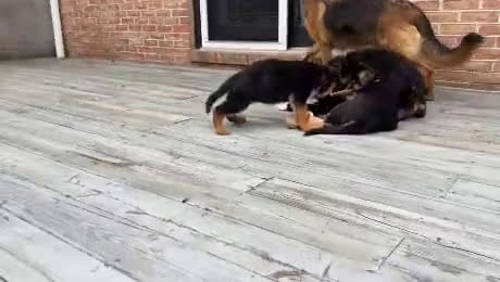 German Shepherd dogs for sale: Riley - Video 3