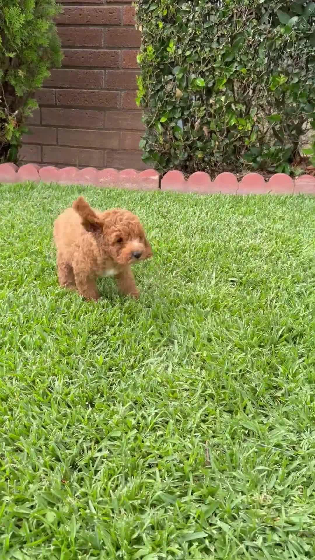 Toy Poodle dogs for sale: Toy Poodle 5 - named Cinnamon  - Video 1