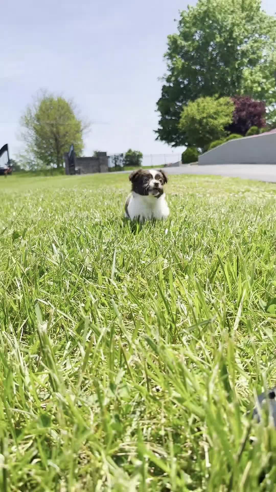 Chihuahua dogs for sale: Sparklebean - Video 1